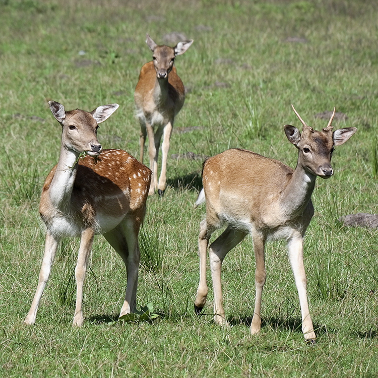 Tiere Mecklenburgische Seenplatte SAM_3885 Kopie.jpg - Das Wild kam ganz nah an uns heran